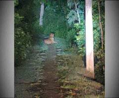 কুলতলিতে হানা দেওয়া রয়্যাল বেঙ্গল অবশেষে বন দফতরের খাঁচাবন্দি 