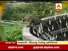 નવસારીઃ વાંસદા તાલુકામાં દીપડાનું રેસ્ક્યૂ કરાયું, જુઓ વીડિયો 