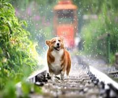 देहरादून- कुत्ता पालने के लिए लेना होगा लाइसेंस | ABP GANGA 