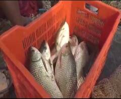 Agriculture News | सांगलीत शेततळ्यात मत्स्यपालनाचा प्रयोग | गावागावात काय आहे शेतीची परिस्थिती?