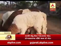ભાવનગરઃ તળાજા પંથકમાં 30થી વધુ ઘેટા-બકરાના મોત થતા માલધારીઓ પરેશાન, જુઓ વીડિયો
