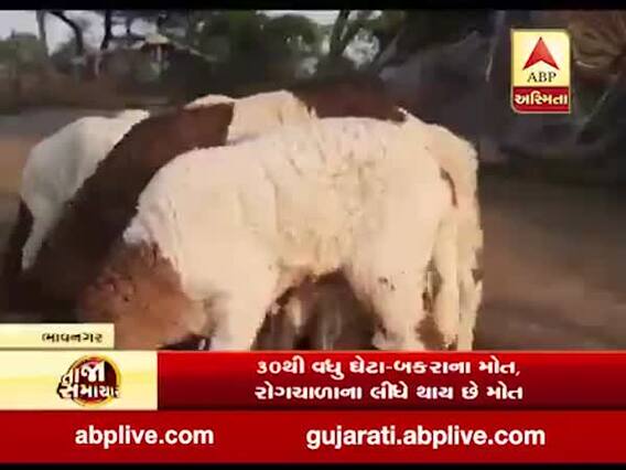 ભાવનગરઃ તળાજા પંથકમાં 30થી વધુ ઘેટા-બકરાના મોત થતા માલધારીઓ પરેશાન, જુઓ વીડિયો