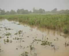 SpecialReport | परतीच्या पावसानं शेतकऱ्यांच्या स्वप्नांचा चिखल, राज्यभरातील शेतकऱ्यांचे डोळे पाणावले