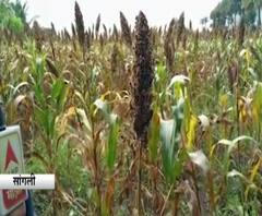 Maharashtra Rain Updates | परतीच्या पवासाने शेतकऱ्यांचं नुकसान; हायब्रीडची कणसं काळी पडली