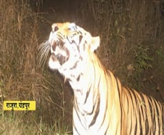 Chandrapur Tiger | वाघाला पकडण्यासाठी वनविभागाची अनोखी शक्कल, जवळच्या पिंजऱ्यात बसून वाघाला जेरबंद करण्याचा प्रयत्न