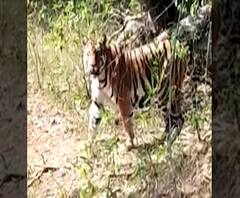 Special Report | आर टी वन वाघाला गोळ्या घालण्याची मागणी, वाघाला गोळ्या घालून प्रश्न सुटेल?