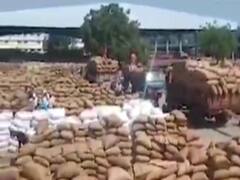 રાજકોટના ગોંડલ માર્કેટ યાર્ડમાં મગફળીની સિઝનની રેકોર્ડ બ્રેક આવક, જુઓ વીડિયો