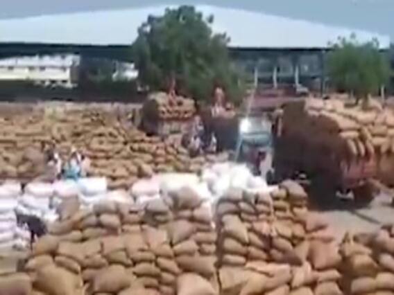 રાજકોટના ગોંડલ માર્કેટ યાર્ડમાં મગફળીની સિઝનની રેકોર્ડ બ્રેક આવક, જુઓ વીડિયો