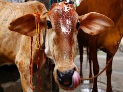 Allahabad HC slams UP govt over 'misuse' of cow slaughter act