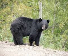 जोशीमठ- भालू ने 3 लोगों पर किया हमला | ABP GANGA 
