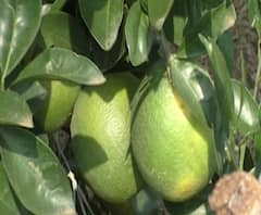 शेती जगत | गावागावात काय आहे शेतीची परिस्थिती? | 14 ऑक्टोबर 2020