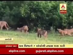 અમરેલીના ધારી ગીરના રેવન્યૂ વિસ્તારમાં સિંહ પજવણી અંગે તપાસના આદેશ