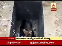 અમદાવાદના હાટકેશ્વર ભાઈપુરામાં ગાય ગટરમાં ખાબકી, જુઓ વીડિયો 