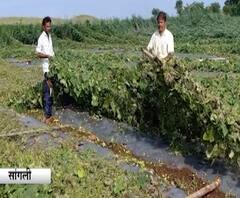 Sangli | सांगलीत परतीच्या पावसाचं थैमान; सतीश गायकवाड यांची कारलं, दोडक्याची बाग उद्धवस्त