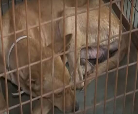 Kanpur नगर निगम में कुत्तों की नसबंदी के नाम पर हो रहा बड़ा खेल|  Mudde Ki Baat| ABPGanga 