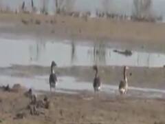 સુરેન્દ્રનગરનું કચ્છનું નાનું રણ પ્રવાસીઓ માટે 15 જૂન સુધી રહેશે ખુલ્લું, જુઓ વીડિયો