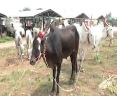 सांगोल्यातील खिल्लारी गुरांचा बाजार 8महिन्यांनी पुन्हा सुरू,पहिल्याच दिवशी दीड कोटी रुपयांची उलाढाल!