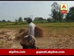 નવસારી જિલ્લામાં ડાંગરનું માર્કેટ ગગડયું , ખેડૂતો નીચા ભાવે ડાંગર વેચવા મજબૂર