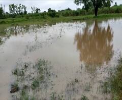 #MahaFloods शेतात पाणी,शेतकऱ्यांच्या डोळ्यातही पाणी...साताऱ्यात सोयाबीनचं नुकसान,वाऱ्यामुळे ऊस झोपला