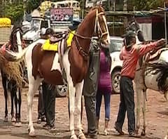 अटीशर्थींसह महाबळेश्वरमधील घोडेस्वारी आणि बोटिंगला परवानगी,पर्यटनाला चालना देण्यासाठी निर्णय 