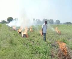 Yavatmal | शेतकऱ्याने 5 एकर शेतातील सोयाबीन जाळलं; य़वतमाळच्या महागावातील प्रकार