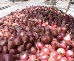 Onion issue | कांद्याच्या साठवणुकीवर निर्बंध; लिलाव ठप्प, कांदा उत्पादकांना आर्थिक फटका