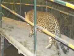 Greater Noida में दिखा तेंदुआ, मचा हड़कंप