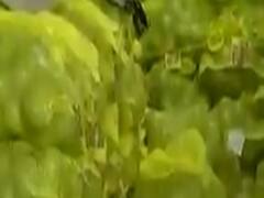 વડોદરામાં શાકભાજી બાદ હવે ફળના ભાવ આસમાને, જુઓ વીડિયો