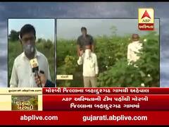 કમોસમી વરસાદના કારણે મોરબીના બહાદુરગઢના ગામના ખેડૂતોનો પાક નિષ્ફળ,જુઓ વીડિયો