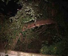 নবমীর সন্ধেয় ময়দানে গাছ থেকে উদ্ধার অজ্ঞাতপরিচয়ের ঝুলন্ত দেহ!