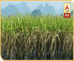 राज्यातील 32 साखर कारखान्यांना 516 कोटींची थकहमी, भाजप, राष्ट्रवादीसह अनेक बड्या नेत्यांच्या कारखान्यांचा समावेश