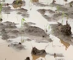 Rural News | बीडमध्ये मुसळधार पावसामुळे ज्वारीचं मोठं नुकसान | माझं गाव माझा जिल्हा 