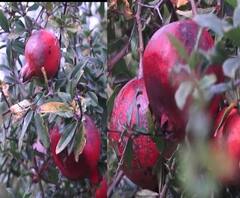 कांदा पाण्यात,फळशेतीलाही मोठा फटका, शेतकऱ्यांना सरकार कधी आधार देणार? शेतकऱ्यानं आता कुणाकडे बघावं?