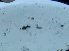 અમદાવાદમાં મચ્છરના બ્રિડિંગ મળી આવતા ત્રણ દિવસમાં 741 એકમોમાં તપાસ, 193ને નોટિસ અપાઈ