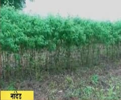 Farmer Loss | नांदेड जिल्ह्यात हळद, मग आणि कपाशीच्या शेतीचं नुकसान, पावसाचं थैमान, शेतकरी हवालदिल