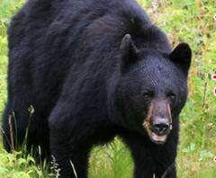 कर्णप्रयाग : जानवर चरा रहे शख्स पर भालुओं का हमला ,एक साथ तीन भालुओं ने किया हमला