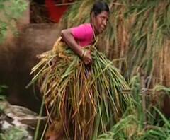 पावसानं शेतकऱ्याचं सर्वस्व हिरावून नेलं, रत्नागिरी, सिंधुदुर्गात पाऊस संपूर्ण भातशेती झोपवून गेला..