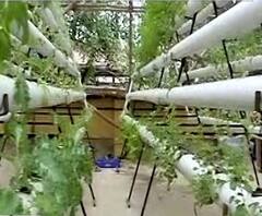 Terrace Farming in Mumbai | स्पेशल रिपोर्ट | मुंबईत गच्चीवर यशस्वी शेती; दोन वैमानिक मित्रांचा प्रयोग 