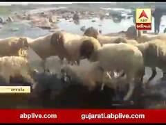 રાજકોટઃ પુલ પર લીલના કારણે પશુપાલકો પરેશાન, જુઓ વીડિયો 