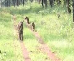 Tadoba Tiger | ताडोबाची सफर करताना पाच वाघांचं दर्शन, चार बछड्यांसह वाघिणीचा फेरफटका
