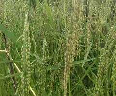 WEB EXCLUISIVE | नामशेष होत असलेल्या दुर्मिळ 55 जातीच्या देशी वाणांची शेती | पालघर