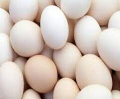 ৪ টাকা থেকে ৬ -৭ টাকা, কলকাতায় অগ্নিমূল্য ডিম! মধ্যবিত্তের কপালে ভাঁজ