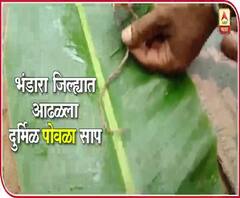 Bhandara Rare Snake Found | भंडारा जिल्ह्यात आढळला दुर्मिळ पोवळा साप | ABP Majha