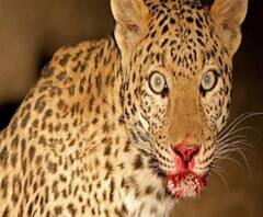 Tehri में नरभक्षी गुलदार की दहशत का The End| Poorab Paschim | ABPGanga