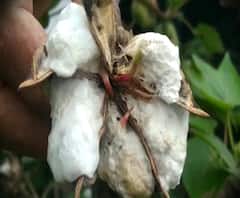 Special Report Nanded | पांढरं सोनं 'काळं' पडलं, सोयाबीनचीही माती, नांदेडमधील शेतकऱ्याची दुरावस्था