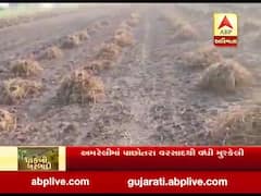 અમરેલીમાં પાછોતરા વરસાદથી ખેડૂતોની વધી મુશ્કેલી વધી, જુઓ વીડિયો 
