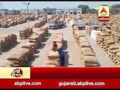 સૌરાષ્ટ્રનું સૌથી મોટું ગોંડલ યાર્ડ મગફળીથી છલોછલ, 10 દિવસમાં 2.5 લાખ ગુણી મગફળીની આવક