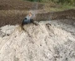 Buldhana | बुलढाण्यात रविकांत तुपकरांच्या शेतातलं सोयाबीन अज्ञातांनी पेटवलं