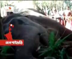 ফটাফট: জলপাইগুড়ির নাগরাকাটায় বিদ্যুৎস্পৃষ্ট হয়ে মৃত্যু এক হাতির, সঙ্গে অন্য খবর 