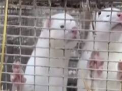 Denmark में डेढ़ करोड़ Mink जानवर को मारने का आदेश, Corona फैलने की वजह से लिया गया फैसला